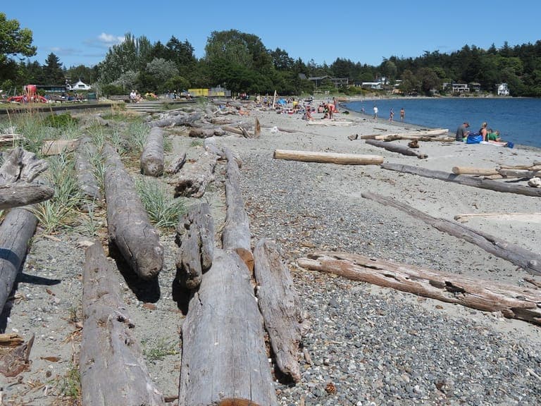 Driftwood on the beach at Cadboro Bay in Saanich